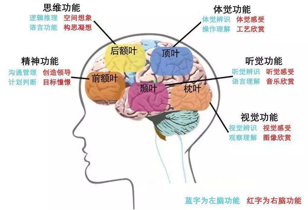 智慧核心——大脑功能与信息官网