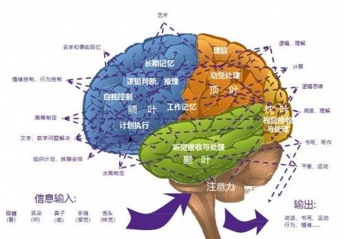 智慧核心——大脑功能与信息官网