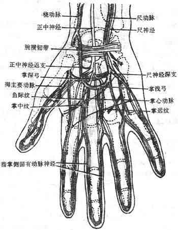 小指肌腱断裂工伤等级认定指南：损伤程度、评定标准与申请流程解析