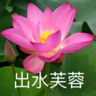 莲花配文：书中寻觅莲花佳句，打造独特莲花文字头像