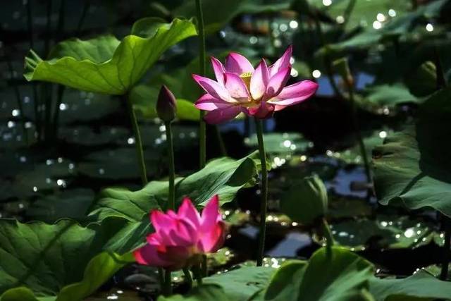 探秘莲花之美：朋友圈里的绝美莲花瞬间