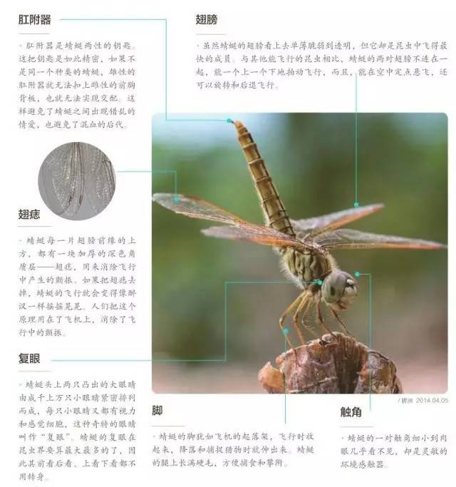 探索蜻蜓奥秘：详尽的蜻蜓生物特性文字解析