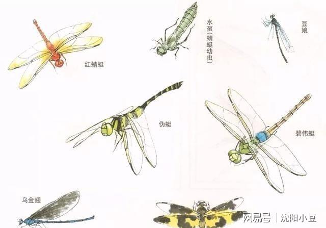 探索蜻蜓奥秘：详尽的蜻蜓生物特性文字解析