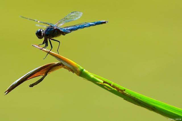 探索蜻蜓奥秘：详尽的蜻蜓生物特性文字解析