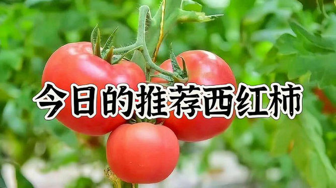 番茄阅读：精选心灵美文·每日情感滋养推文