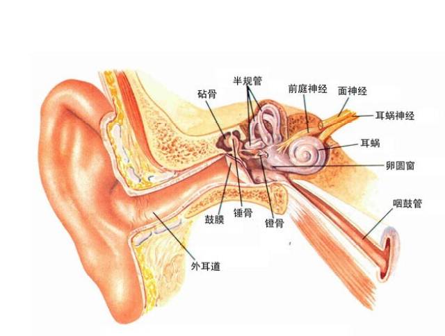 耳突发性聋,会影响另一只耳朵吗？62岁患者治疗方法探究