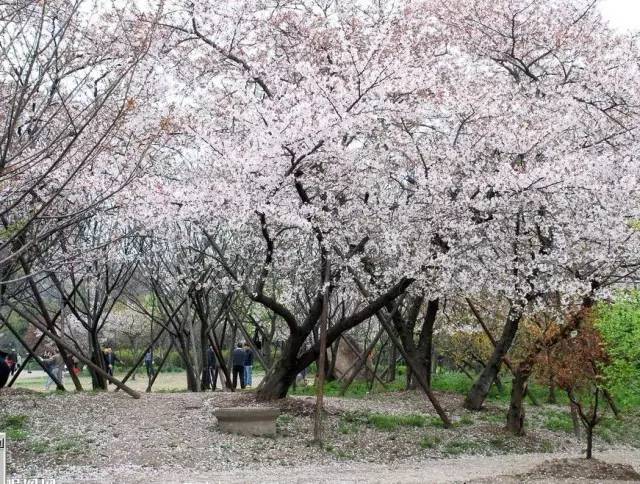 樱花AI合照助手：如何拍出完美樱花人像照的全方位指南