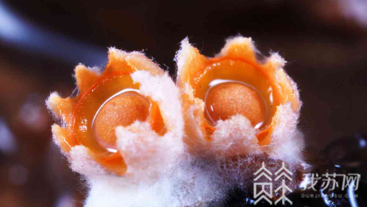 AI创作水幻环境：打造沉浸式虚拟现实体验