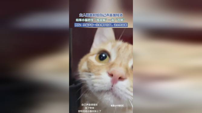 抖音AI小猫变身文案创新玩法解析：如何打造吸睛内容