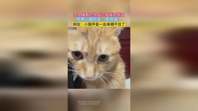 抖音AI小猫变身文案创新玩法解析：如何打造吸睛内容