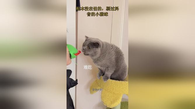 抖音小猫ai变身文案是什么