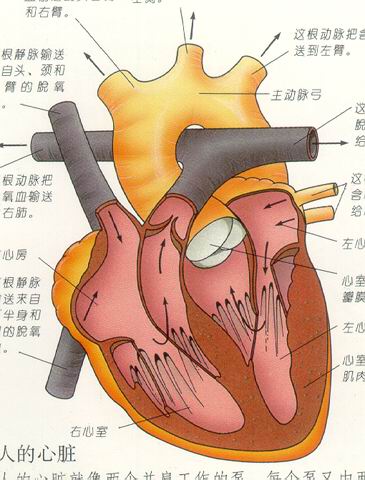 心肌炎能工作吗：对女性及日常干活的影响分析