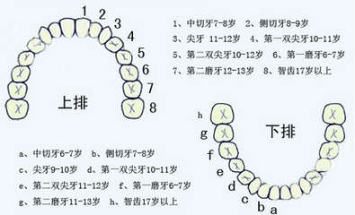 探讨牙齿缺失数量与伤残等级评定标准的关系