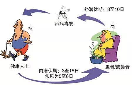 登革热的治愈可能性、治疗过程及预防措详解