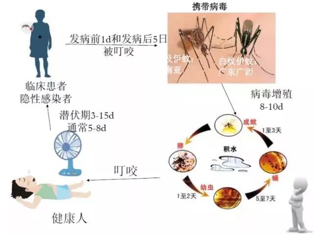 登革热的治愈可能性、治疗周期及预防措详解