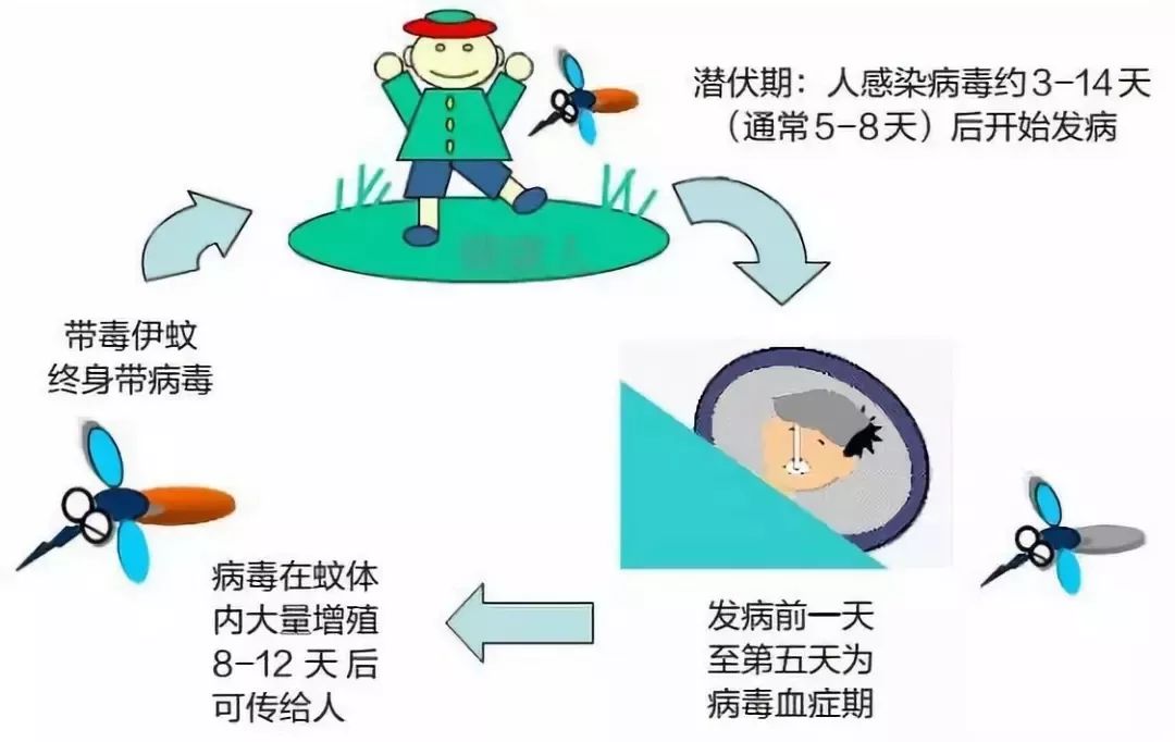 登革热的治愈可能性、治疗周期及预防措详解