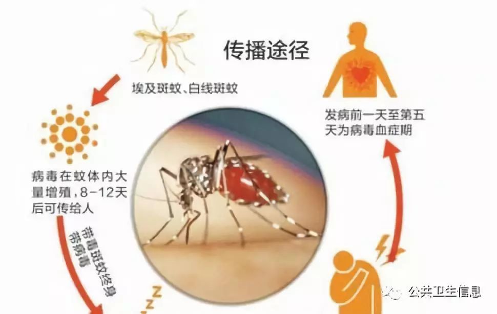 登革热能自愈吗：治疗、红疹、传染途径、住院必要性及新闻资讯