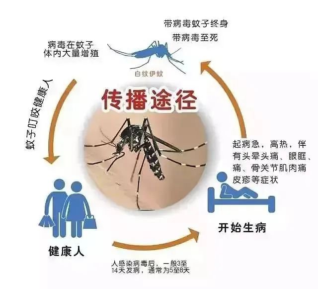 登革热能自愈吗：治疗、红疹、传染途径、住院必要性及新闻资讯