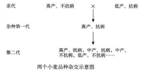 nnai写作什么意思：原理、算法与含义解析