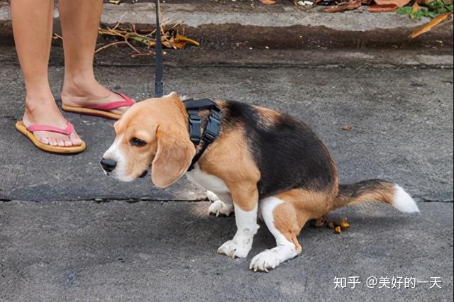 小狗作业攻略：全面解答养犬必备知识及训练技巧