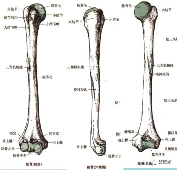 盂肱关节半脱位由什么造成：典型体征、多发生情况及前脱位分析