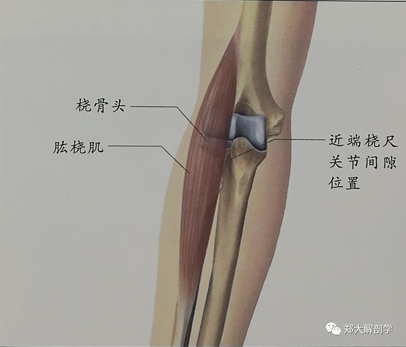 肘部肱尺关节半脱位：原因、症状与治疗策略