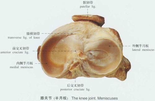 探讨盘状半月板损伤的非手术疗法可能性