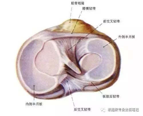 盘状半月板损伤的伤残评定标准与复治疗方案解析