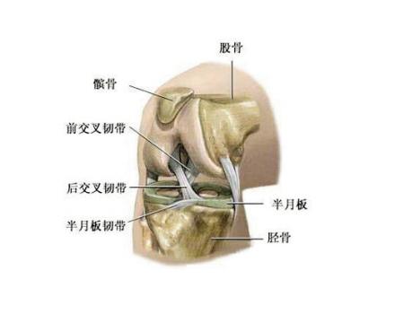 盘状半月板能鉴定伤残吗：损伤算工伤、手术必要性及摘除后评残标准解析