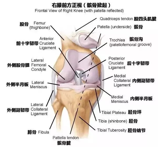 盘状半月板损伤能自愈吗：恢复时长、身影响、遗传因素及运动限制探讨