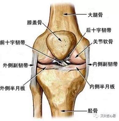 盘状半月板：先天结构缺陷使其更易遭受损伤风险