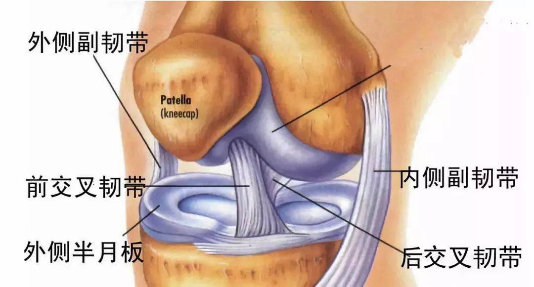 盘状半月板：先天结构缺陷使其更易遭受损伤风险