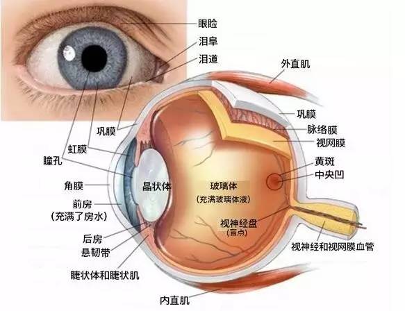 结合医学法医学视角：虹膜损伤与视力下降的眼部轻伤鉴定细则