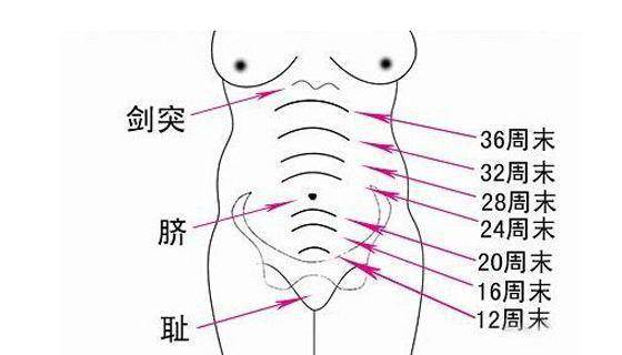 身材评估表：标准对照与测量值对比身材指标总览