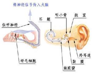 探讨神经性耳鸣的残疾评定标准与定残可能性