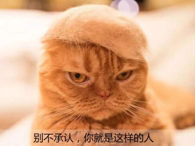 驯服ai猫咪文案短句：轻松搞笑攻略，驯服小猫咪轻而易举