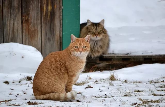 驯服小猫咪：轻松掌握四大驯养技巧，让小猫驯服轻而易举