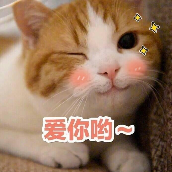 驯服ai猫咪文案短句