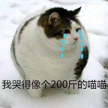 驯服ai猫咪文案短句