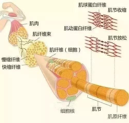 '肌肉纤维严重拉伤：筋撕裂紧急处理指南'