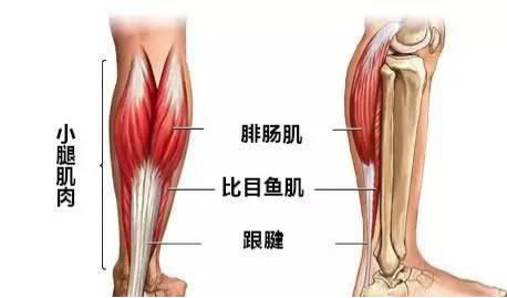 '肌肉纤维严重拉伤：筋撕裂紧急处理指南'