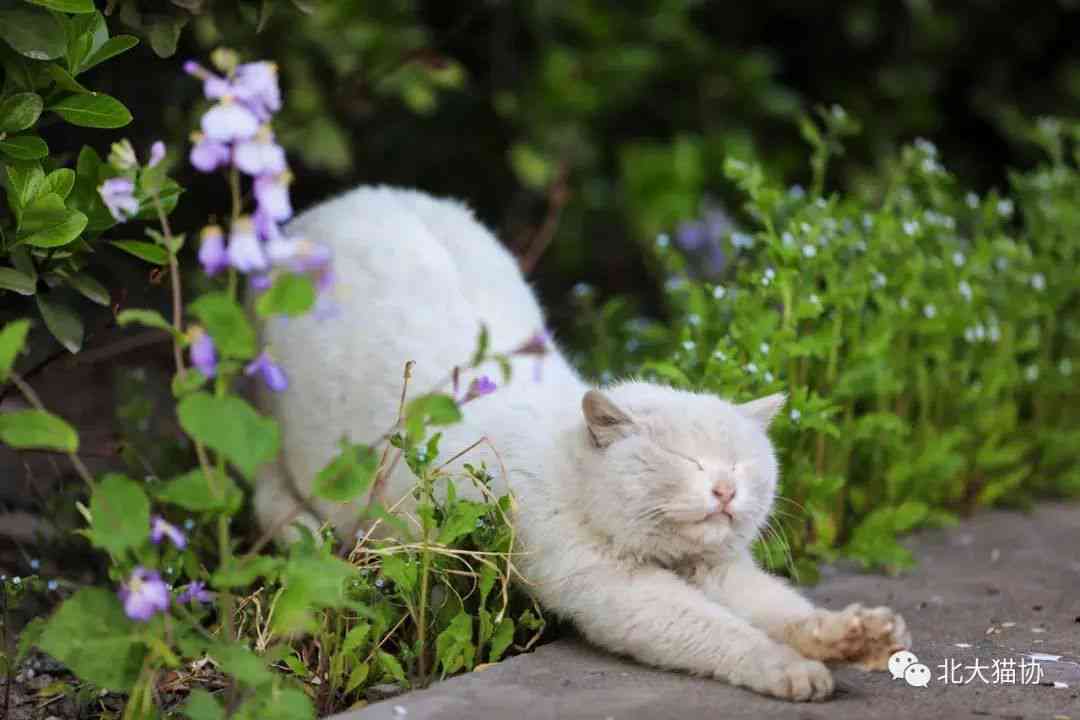 驯服AI猫咪文案短句怎么写：打造高效驯化指南