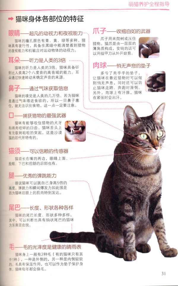 轻松驯养猫咪：全方位指南，解决所有驯养难题