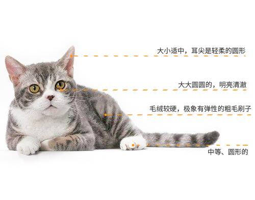 轻松驯养猫咪：全方位指南，解决所有驯养难题