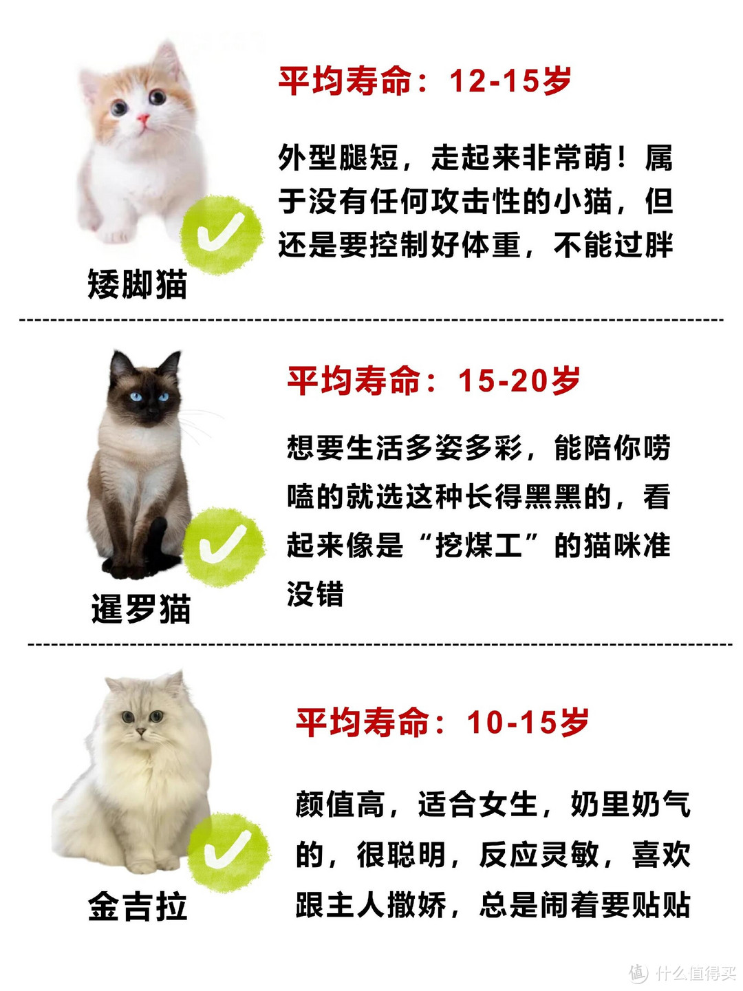 轻松驯养猫咪：全方位指南，解决所有驯养难题