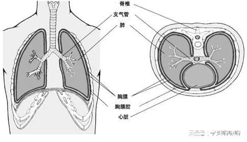 结核性胸膜炎会被开除吗：男女患者就业及生命风险解析