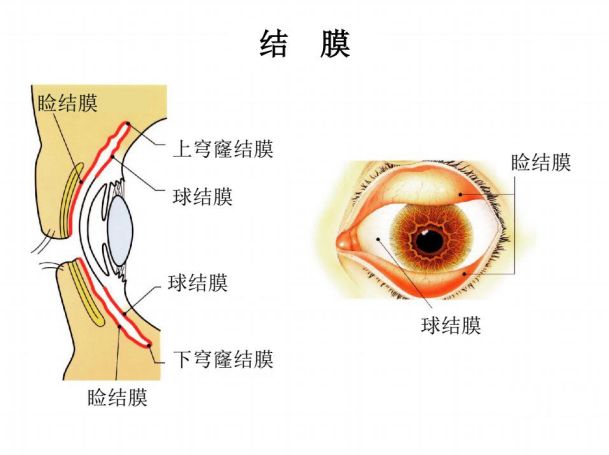 结膜充血可以认定工伤吗：探讨职业眼病工伤认定标准与实践