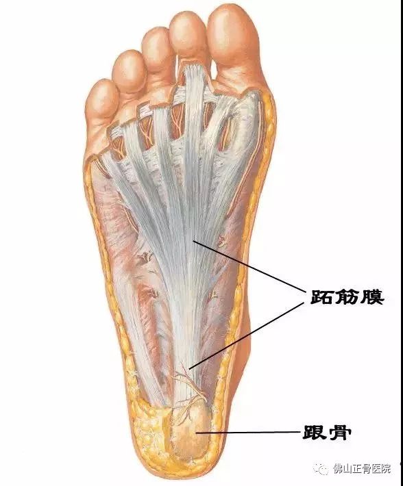 慢性肌筋膜炎：日常劳动能力受影响程度解析