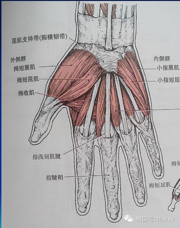 肌肉萎缩算不算伤残：如何鉴定其伤残等级与级别