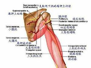 肌腱撕裂伤残评定：如何确定伤残等级及赔偿标准